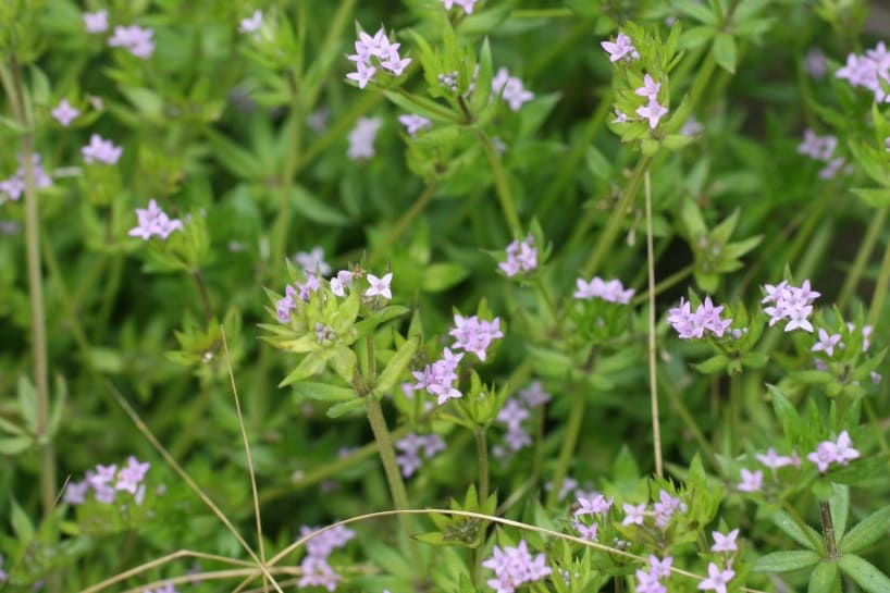 Field Madder